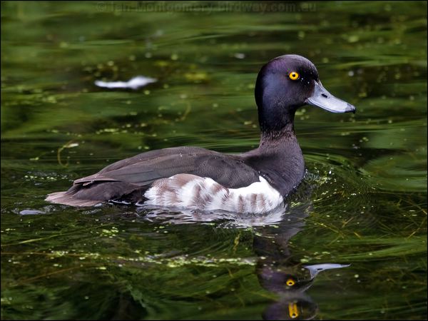 Tufted Duck tufted_duck_144602.psd