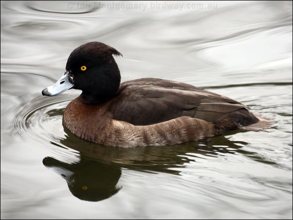 Tufted Duck tufted_duck_83656.psd