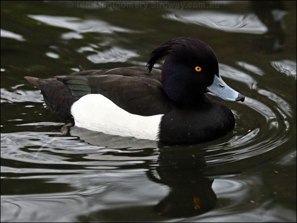 Tufted Duck tufted_duck_83830.psd