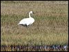 tundra_swan_66523