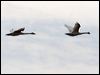 tundra_swan_66918