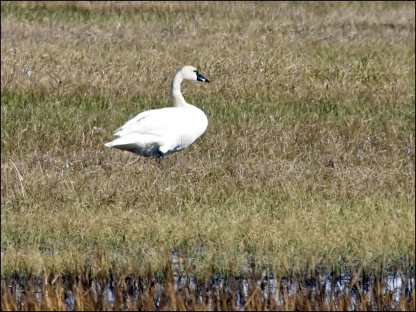 Tundra Swan tundra_swan_66523.psd