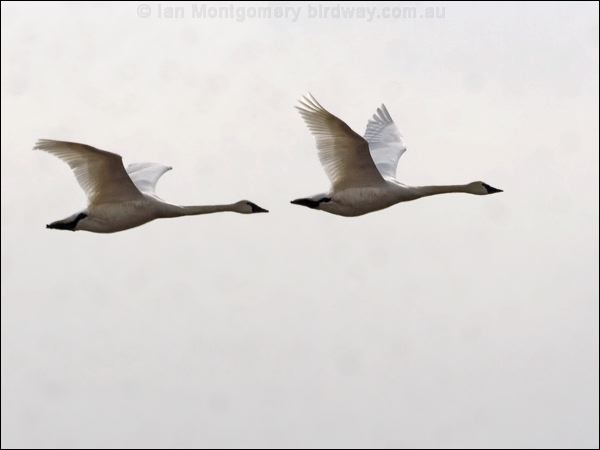 Tundra Swan tundra_swan_66916.psd