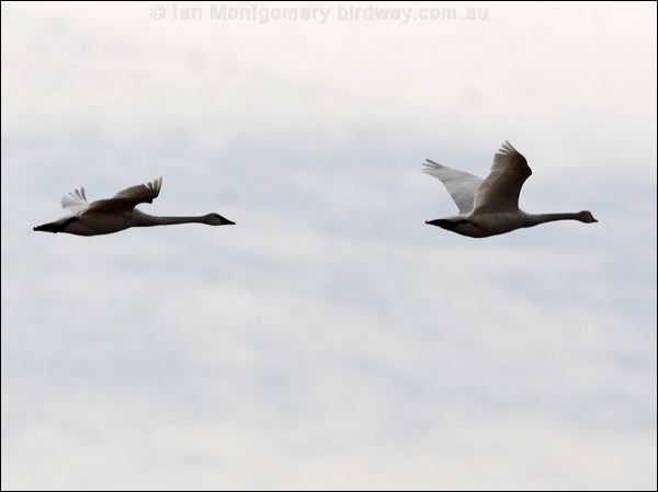 Tundra Swan tundra_swan_66918.psd