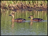 wandwhistlingduck_200372