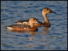 Click here to enter gallery and see photos of Wandering Whistling-Duck