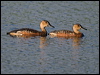 wandwhistlingduck_200398