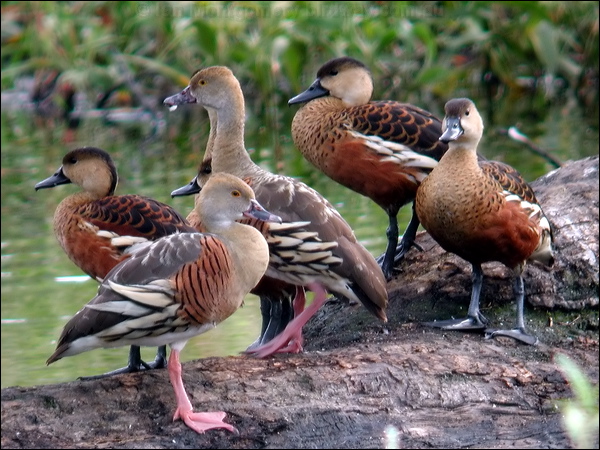 Wandering Whistling Duck wandwhistlingduck_09206.psd