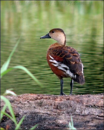 Wandering Whistling Duck wandwhistlingduck_09217.psd
