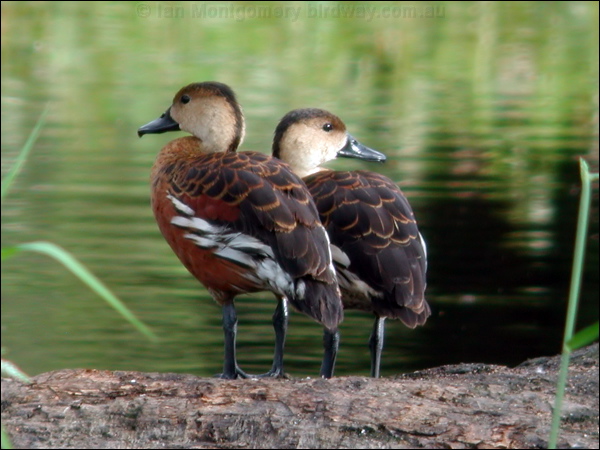 Wandering Whistling Duck wandwhistlingduck_09218.psd