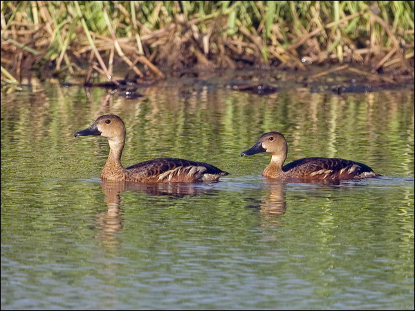 Wandering Whistling Duck wandwhistlingduck_200372.psd
