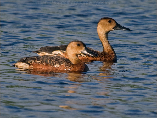 Wandering Whistling Duck wandwhistlingduck_200389.psd
