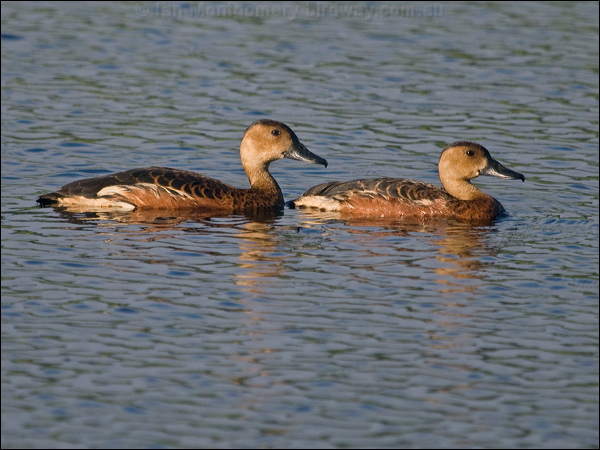 Wandering Whistling Duck wandwhistlingduck_200398.psd