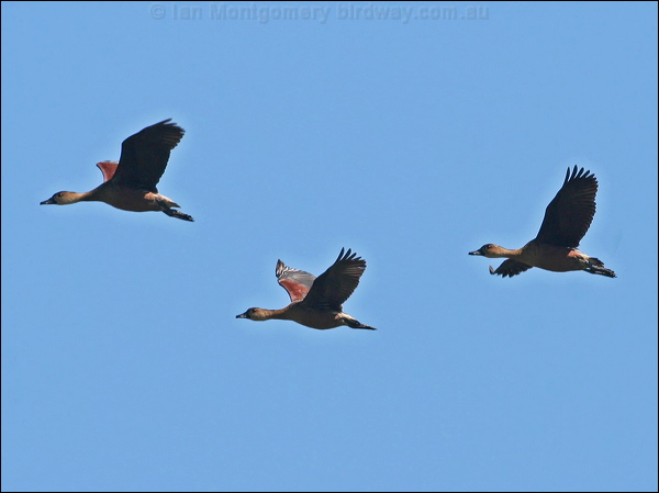 Wandering Whistling Duck wandwhistlingduck_37653.psd