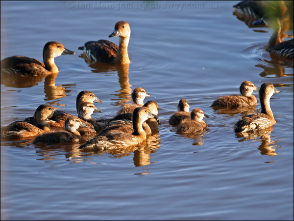 Wandering Whistling Duck wandwhistlingduck_37791.psd