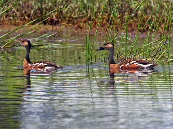 Wandering Whistling Duck wandwhistlingduck_63432.psd