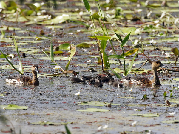 Wandering Whistling Duck wandwhistlingduck_65444.psd