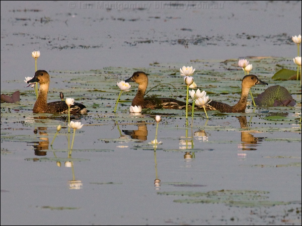 Wandering Whistling Duck wandwhistlingduck_91781.psd