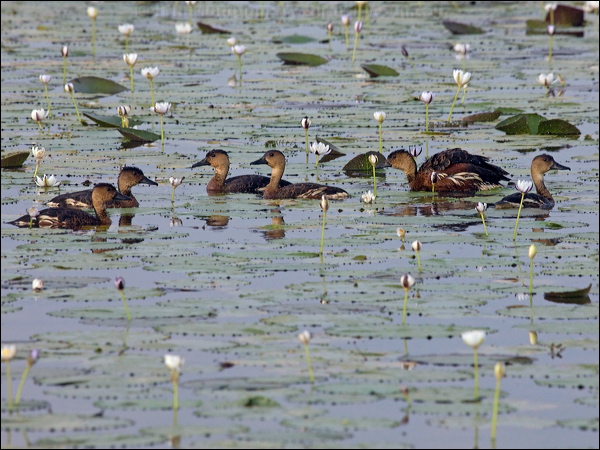 Wandering Whistling Duck wandwhistlingduck_91802.psd