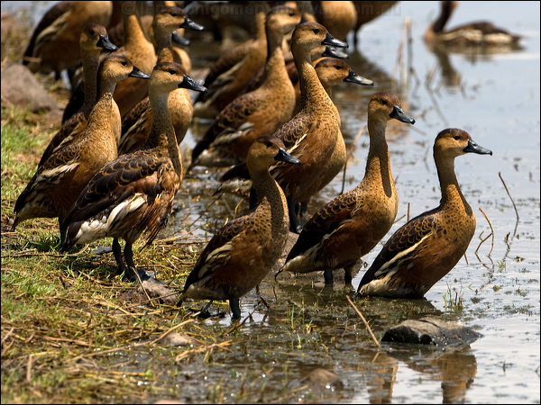 Wandering Whistling Duck wandwhistlingduck_92815.psd
