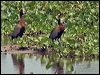 Click here to enter gallery of photos of White-faced Whistling-Duck