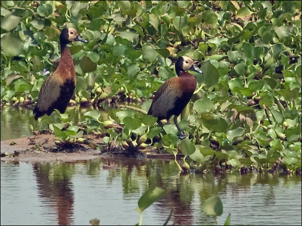 White-faced Whistling Duck wh_face_whist_duck_203644.psd