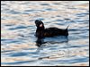 white_winged_scoter_108444