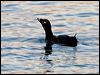 Click here to enter gallery and see photos of White-winged/Velvet Scoter