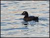 white_winged_scoter_108452