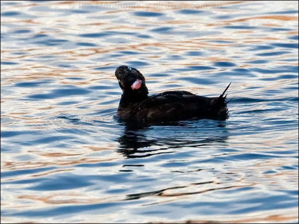 White-winged Scoter white_winged_scoter_108444.psd