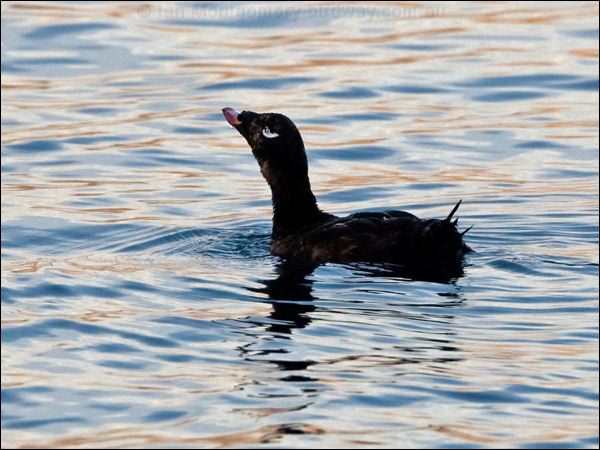 White-winged Scoter white_winged_scoter_108445.psd