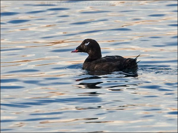White-winged Scoter white_winged_scoter_108452.psd