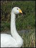whooper_swan_06087