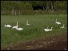 whooper_swan_143410