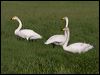 whooper_swan_143412
