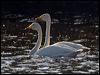 whooper_swan_143460