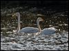 whooper_swan_143462