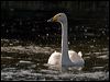 whooper_swan_143480