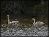 whooper_swan_143490