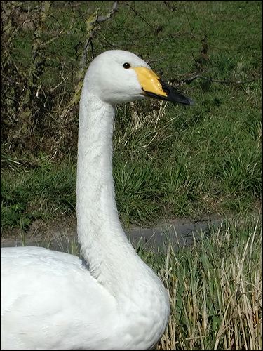 Whooper Swan whooper_swan_06087.jpg