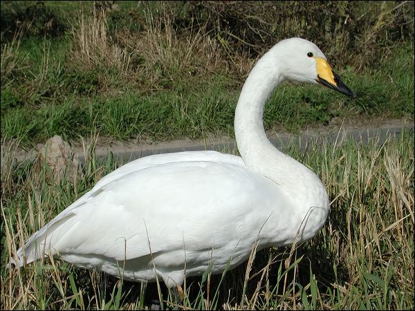 Whooper Swan whooper_swan_06089.jpg