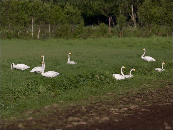 Whooper Swan whooper_swan_143410.psd