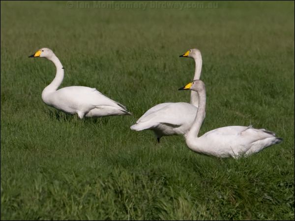 Whooper Swan whooper_swan_143412.psd