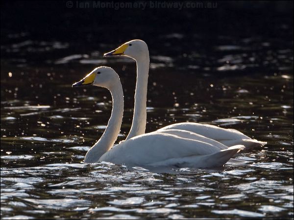 Whooper Swan whooper_swan_143460.psd