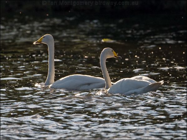 Whooper Swan whooper_swan_143462.psd