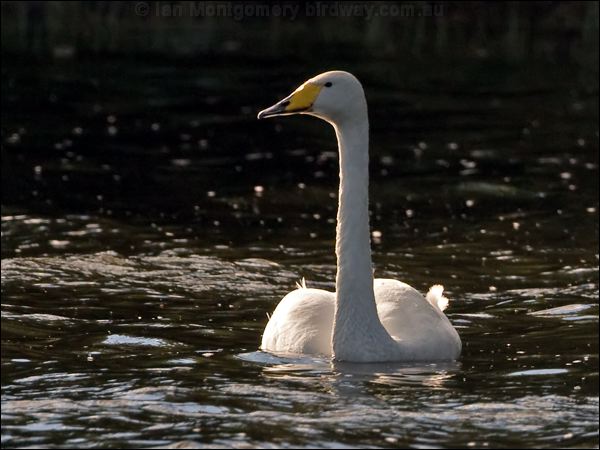 Whooper Swan whooper_swan_143480.psd