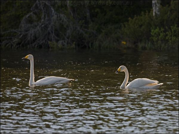 Whooper Swan whooper_swan_143490.psd