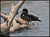 Click here to enter gallery and see photos of Wood Duck