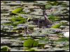wood_duck_70137