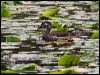 wood_duck_70139
